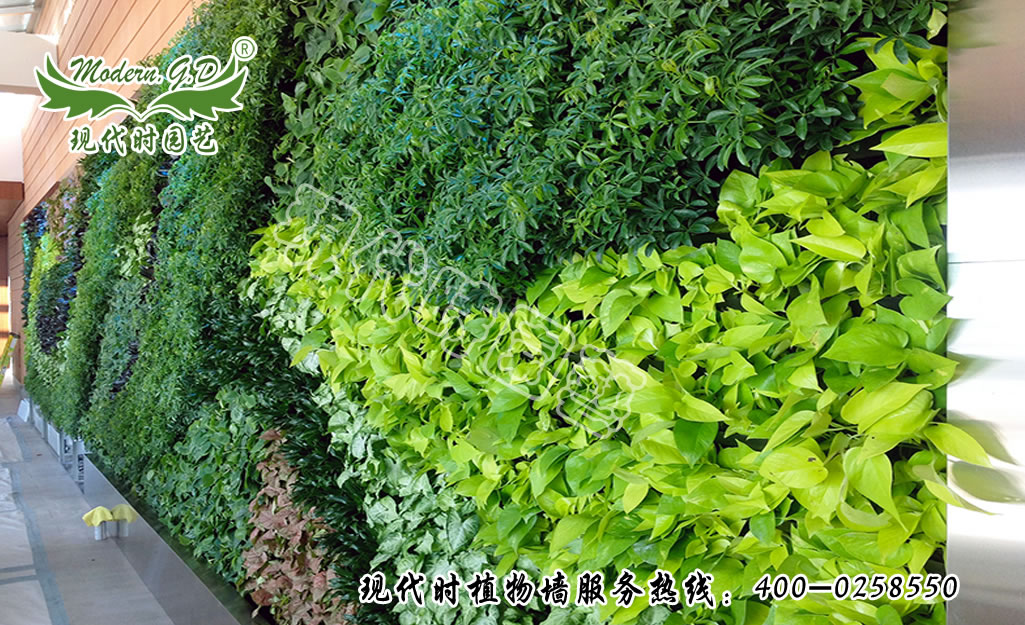 Wall-mounted plant wall
