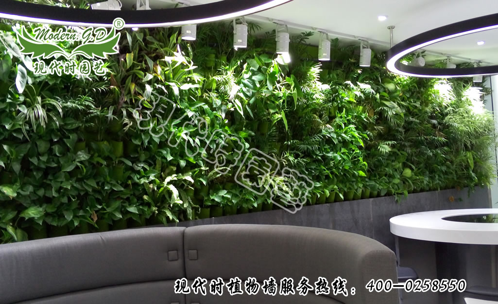 Wall-mounted plant wall